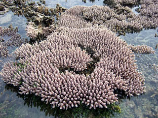 引き潮で地上に顔を出した珊瑚.jpg